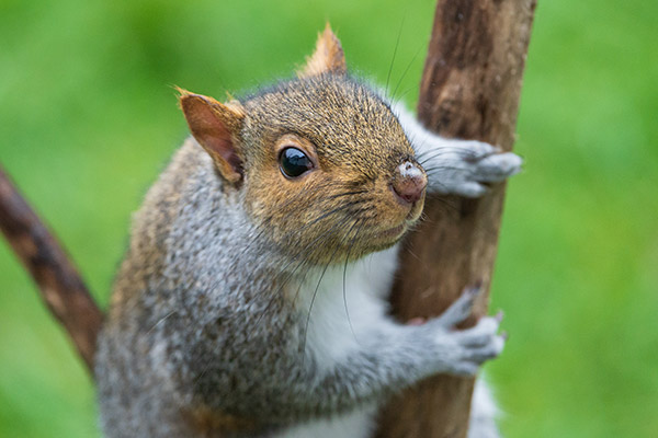 Nikon 500mm f/5.6E PF ED AF-S VR Nikkor Review: Field Test -- Gallery Image