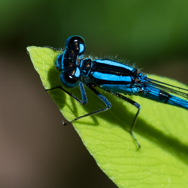 Nikon Z MC 105mm f/2.8 VR S Nikkor Review: Field Test -- Gallery Image