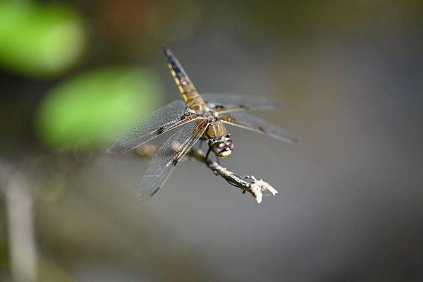 Nikon Z MC 105mm f/2.8 VR S Nikkor Review: Field Test -- Gallery Image