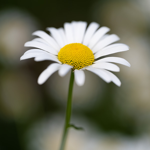 Nikon Z MC 105mm f/2.8 VR S Nikkor Review: Field Test -- Gallery Image