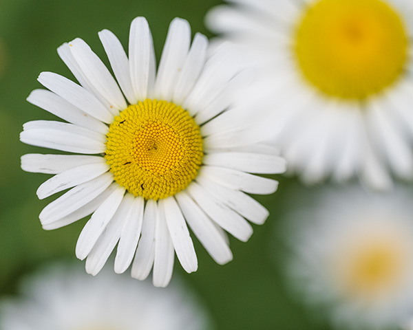 Nikon Z MC 105mm f/2.8 VR S Nikkor Review: Field Test -- Gallery Image