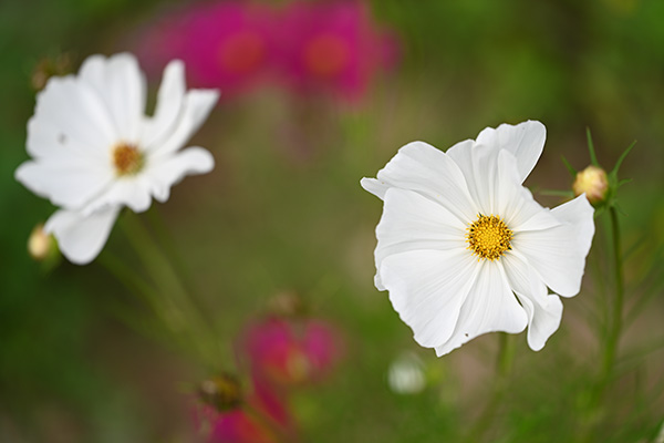 Nikon Z MC 105mm f/2.8 VR S Nikkor Review: Field Test -- Gallery Image