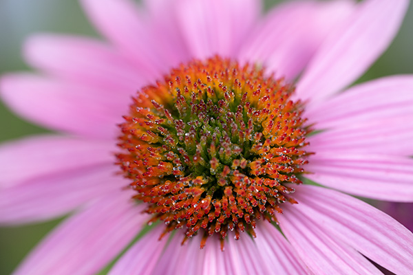 Nikon Z MC 105mm f/2.8 VR S Nikkor Review: Field Test -- Gallery Image