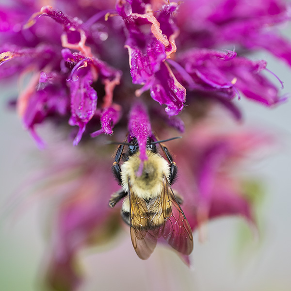 Nikon Z MC 105mm f/2.8 VR S Nikkor Review: Field Test -- Gallery Image