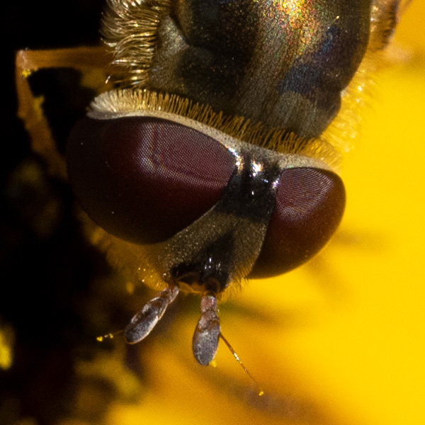 Nikon Z MC 105mm f/2.8 VR S Nikkor Review: Field Test -- Gallery Image