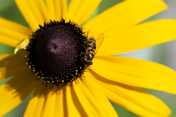 Nikon Z MC 105mm f/2.8 VR S Nikkor Review: Field Test -- Gallery Image