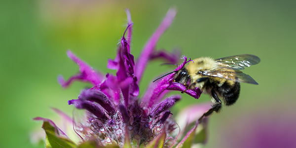 Nikon Z MC 105mm f/2.8 VR S Nikkor Review: Field Test -- Gallery Image