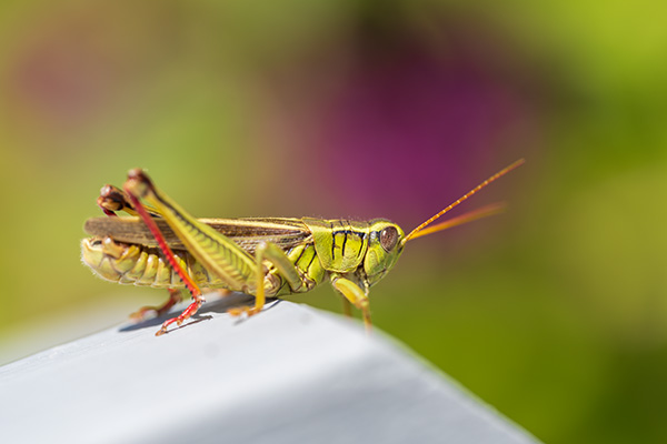 Nikon Z MC 105mm f/2.8 VR S Nikkor Review: Field Test -- Gallery Image