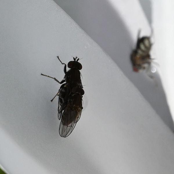 Nikon Z MC 105mm f/2.8 VR S Nikkor Review: Field Test -- Gallery Image