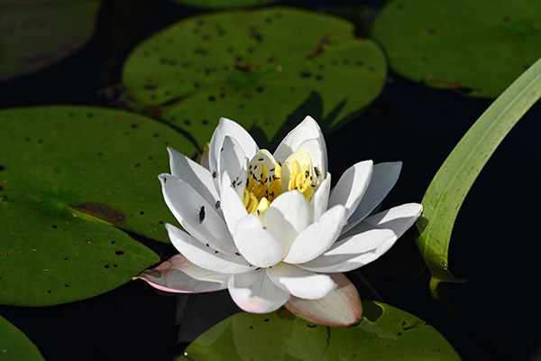 Nikon Z MC 105mm f/2.8 VR S Nikkor Review: Field Test -- Gallery Image