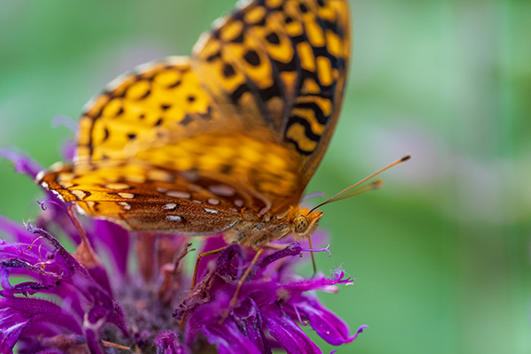 Nikon Z MC 105mm f/2.8 VR S Nikkor Review: Field Test -- Gallery Image