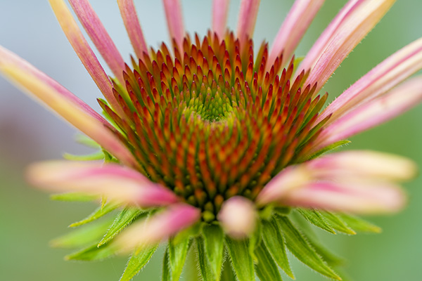 Nikon Z MC 105mm f/2.8 VR S Nikkor Review: Field Test -- Gallery Image