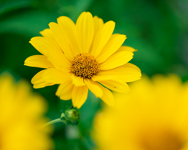 Nikon Z MC 105mm f/2.8 VR S Nikkor Review: Field Test -- Gallery Image