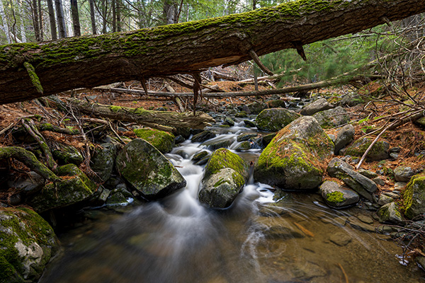 Nikon Z 14-24mm f/2.8 S Nikkor Review: Field Test -- Gallery Image
