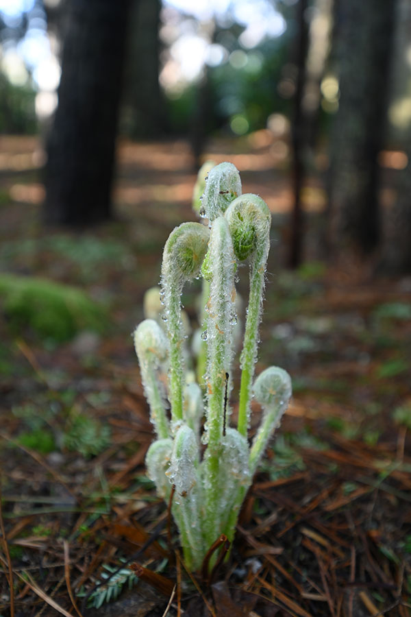 Nikon Z 14-30mm f/4 S Nikkor Review: Field Test -- Gallery Image