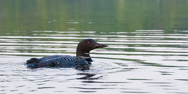 Nikon Z 24-200mm F4-6.3 VR Nikkor Review -- Gallery Image