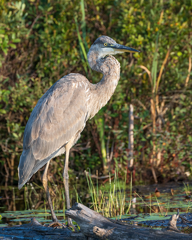 Nikon Z 24-200mm F4-6.3 VR Nikkor Review -- Gallery Image