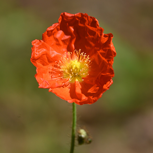 Nikon Z 24-200mm F4-6.3 VR Nikkor Review -- Gallery Image