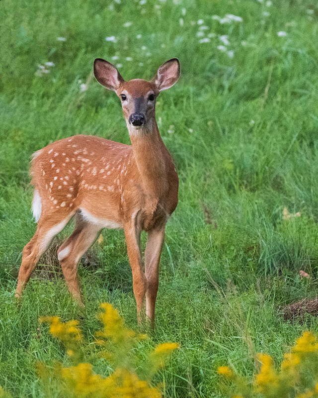 Nikon Z 24-200mm F4-6.3 VR Nikkor Review -- Gallery Image