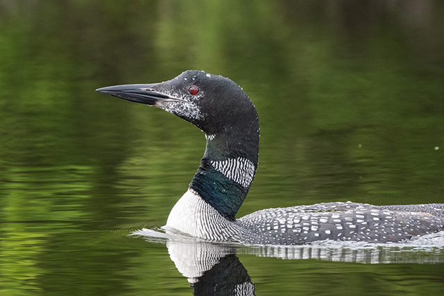 Nikon Z 24-200mm F4-6.3 VR Nikkor Review -- Gallery Image