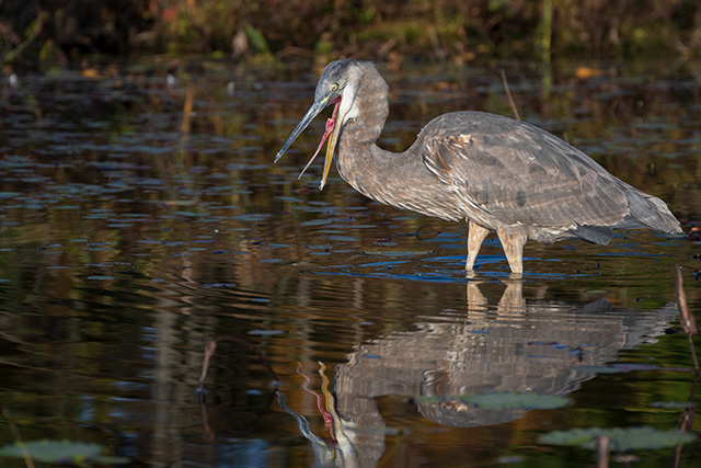 Nikon Z 24-200mm F4-6.3 VR Nikkor Review -- Gallery Image