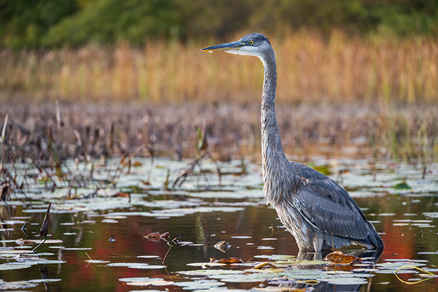 Nikon Z 24-200mm F4-6.3 VR Nikkor Review -- Gallery Image