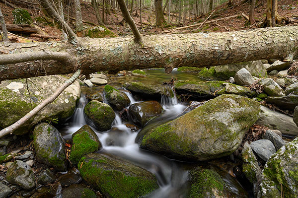 Nikon Z 24-70mm f/2.8 S Nikkor Review: Field Test -- Gallery Image