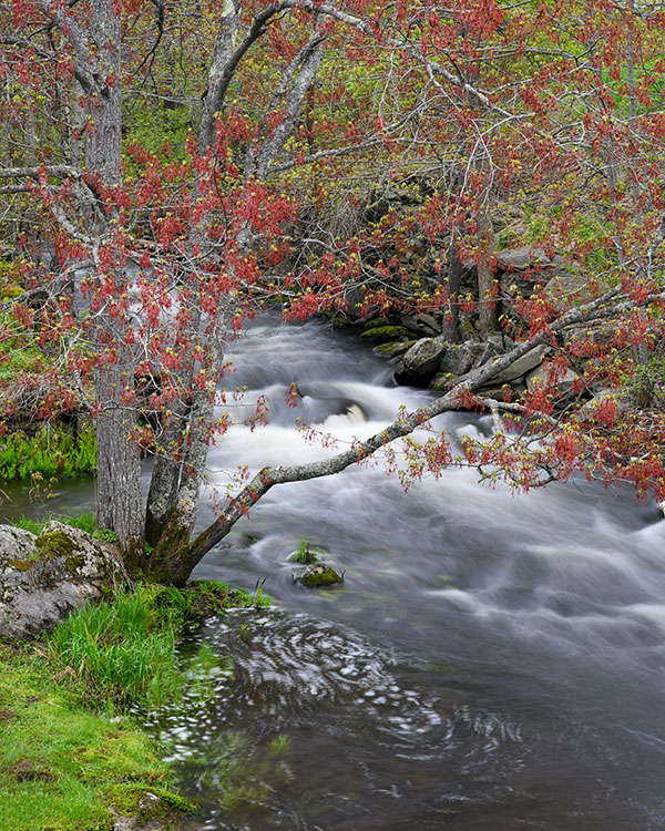 Nikon Z 24-70mm f/2.8 S Nikkor Review: Field Test -- Gallery Image