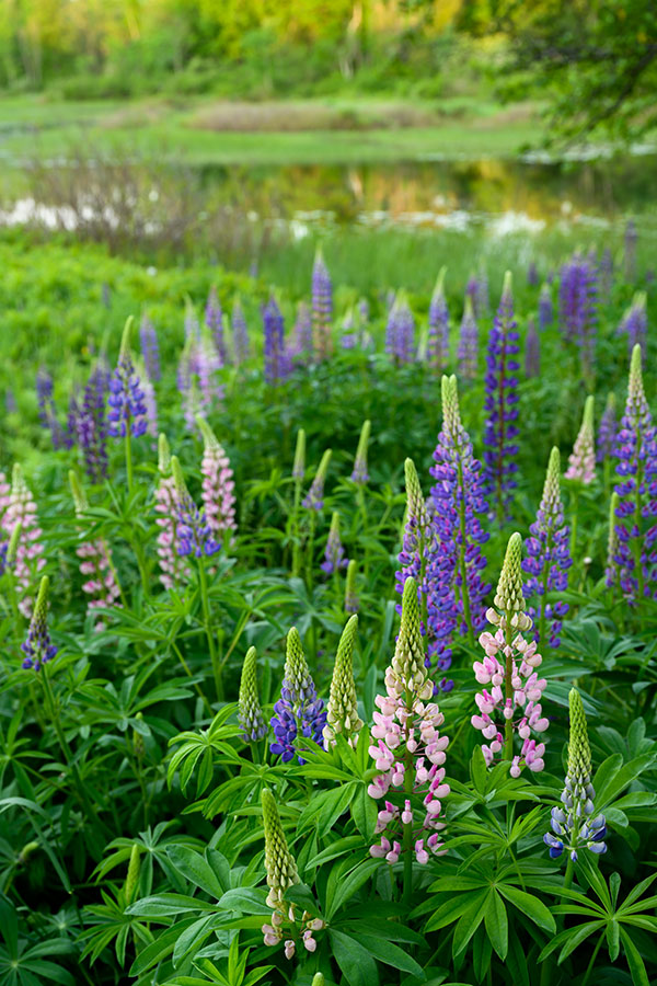 Nikon Z 24-70mm f/2.8 S Nikkor Review: Field Test -- Gallery Image