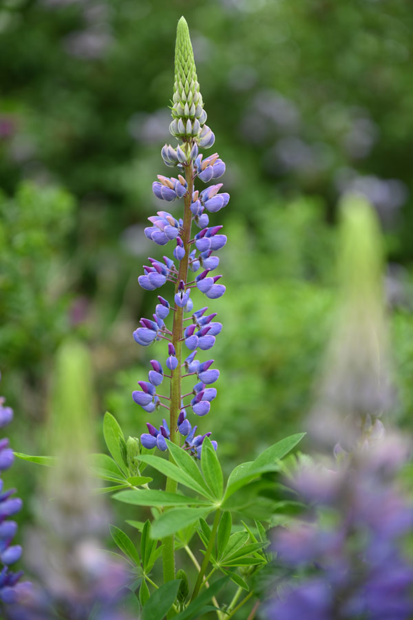 Nikon Z 24-70mm f/2.8 S Nikkor Review: Field Test -- Gallery Image