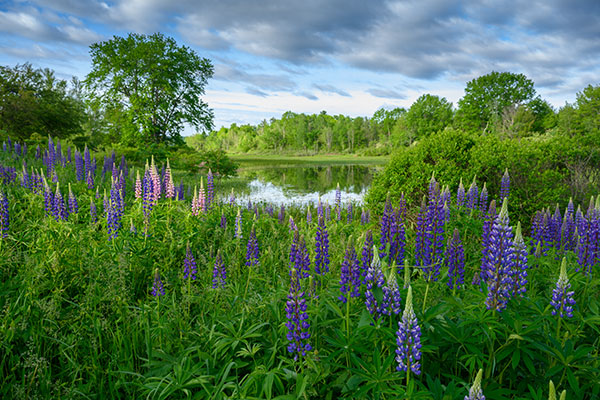Nikon Z 24-70mm f/2.8 S Nikkor Review: Field Test -- Gallery Image