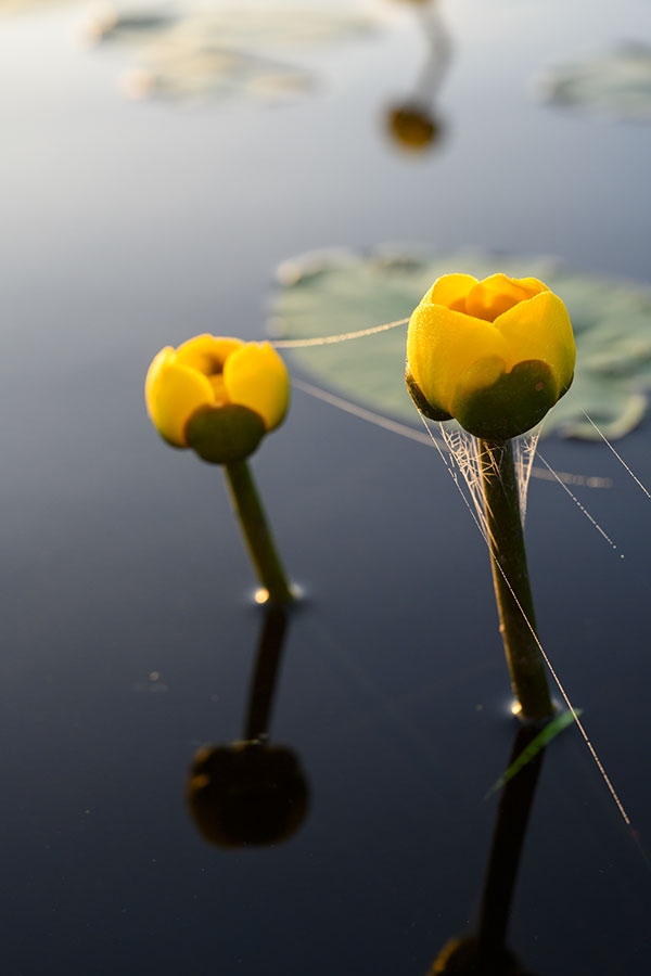 Nikon Z 24-70mm f/2.8 S Nikkor Review: Field Test -- Gallery Image