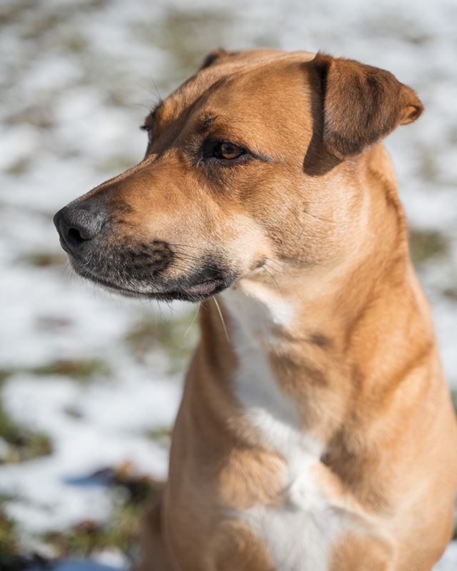 Nikon Z 28-75mm F2.8 Nikkor Review -- Gallery Image