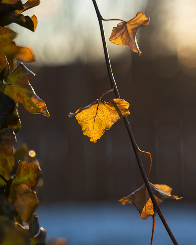 Nikon Z 28-75mm F2.8 Nikkor Review -- Gallery Image