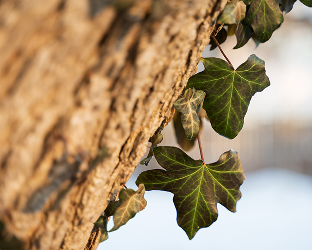 Nikon Z 28-75mm F2.8 Nikkor Review -- Gallery Image