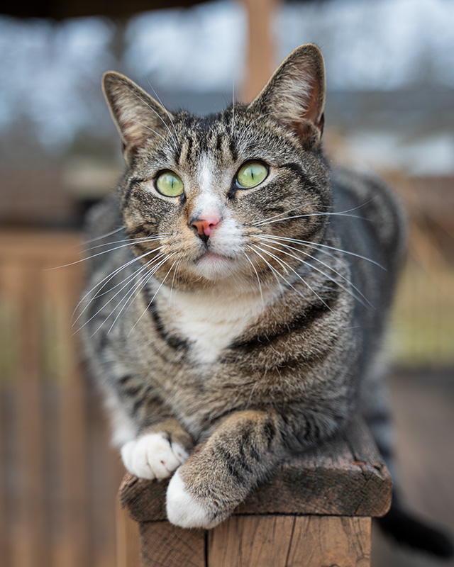 Nikon Z 28-75mm F2.8 Nikkor Review -- Gallery Image