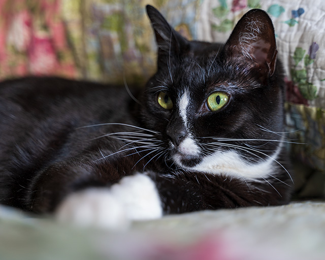 Nikon Z 28-75mm F2.8 Nikkor Review -- Gallery Image