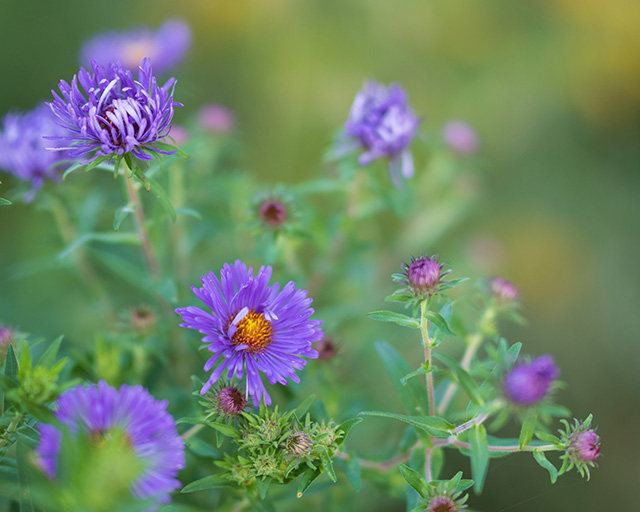 Nikon Z 50mm F1.2 S Nikkor Review -- Gallery Image