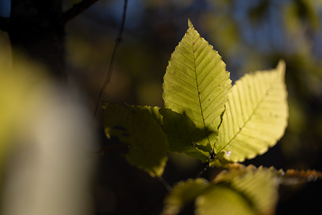 Nikon Z 50mm F1.2 S Nikkor Review -- Gallery Image