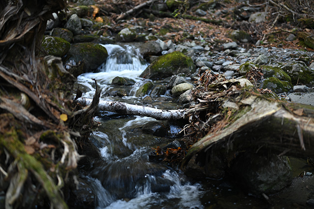 Nikon Z 50mm F1.2 S Nikkor Review -- Gallery Image