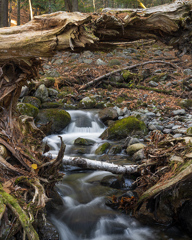 Nikon Z 50mm F1.2 S Nikkor Review -- Gallery Image