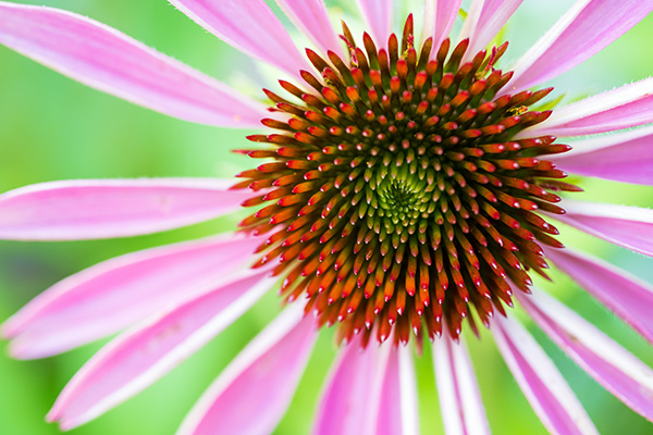 Nikon Z MC 50mm f/2.8 Nikkor Review: Field Test -- Gallery Image