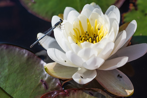 Nikon Z MC 50mm f/2.8 Nikkor Review: Field Test -- Gallery Image