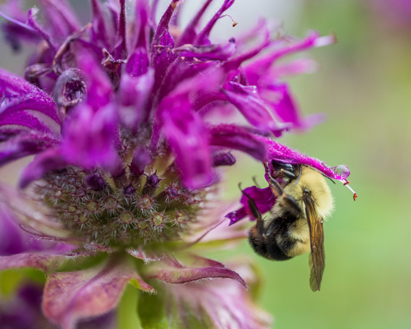 Nikon Z MC 50mm f/2.8 Nikkor Review: Field Test -- Gallery Image