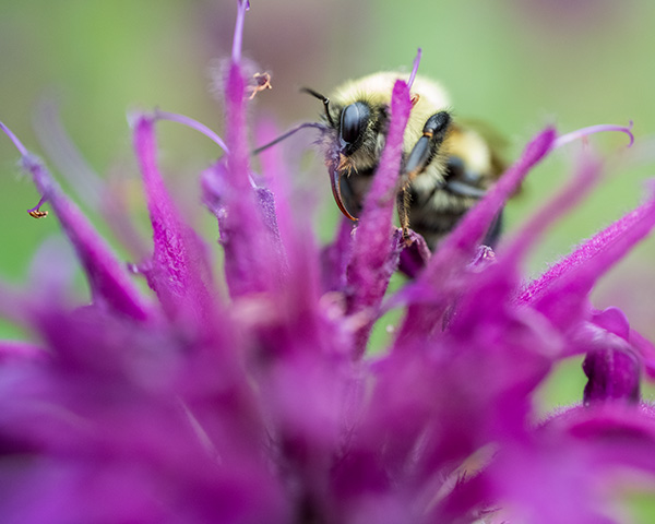 Nikon Z MC 50mm f/2.8 Nikkor Review: Field Test -- Gallery Image