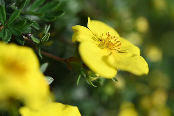 Nikon Z MC 50mm f/2.8 Nikkor Review: Field Test -- Gallery Image