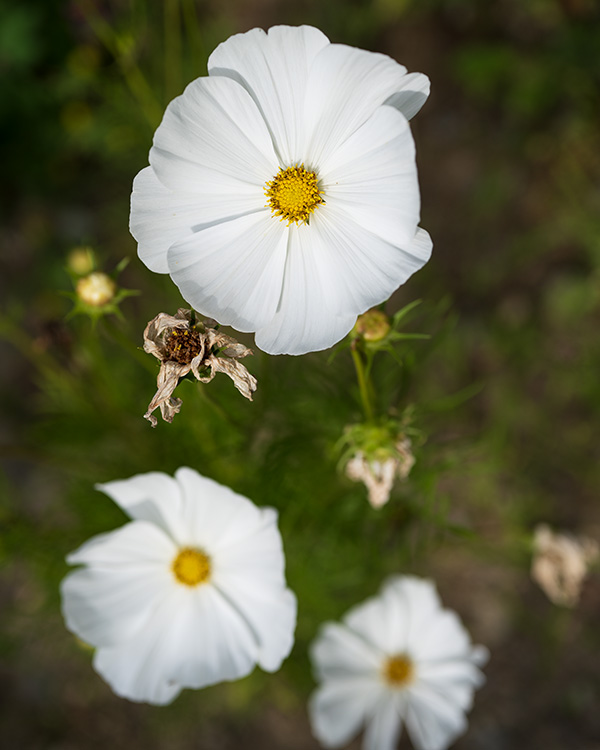 Nikon Z MC 50mm f/2.8 Nikkor Review: Field Test -- Gallery Image