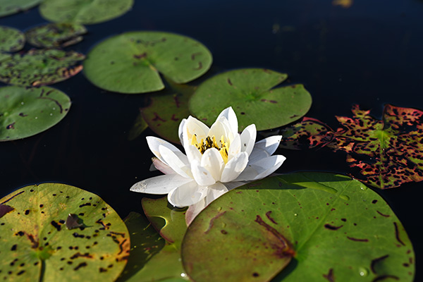 Nikon Z MC 50mm f/2.8 Nikkor Review: Field Test -- Gallery Image