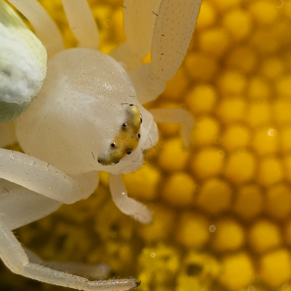 Nikon Z MC 50mm f/2.8 Nikkor Review: Field Test -- Gallery Image