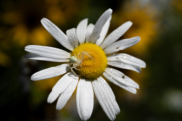 Nikon Z MC 50mm f/2.8 Nikkor Review: Field Test -- Gallery Image